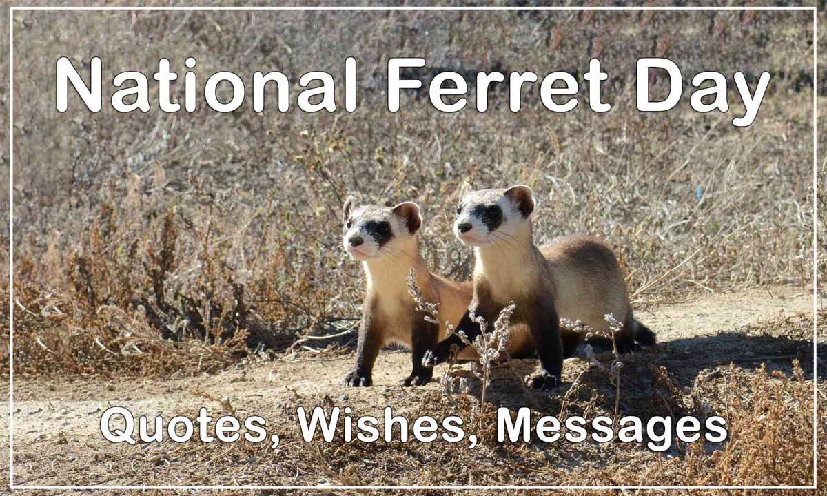 National Ferret Day Quotes