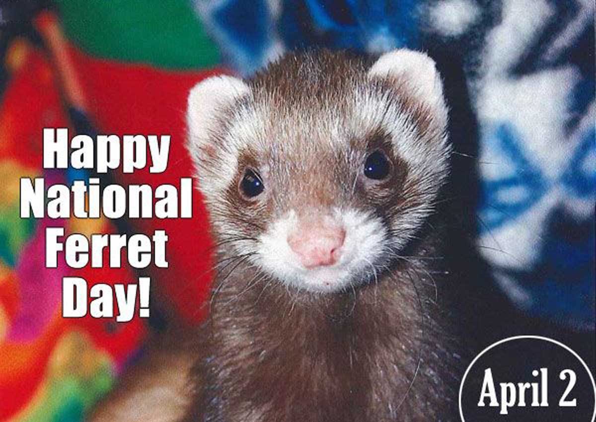 National Ferret Day pic
