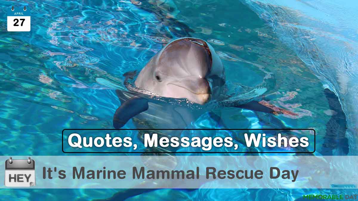 Marine Mammal Rescue Day