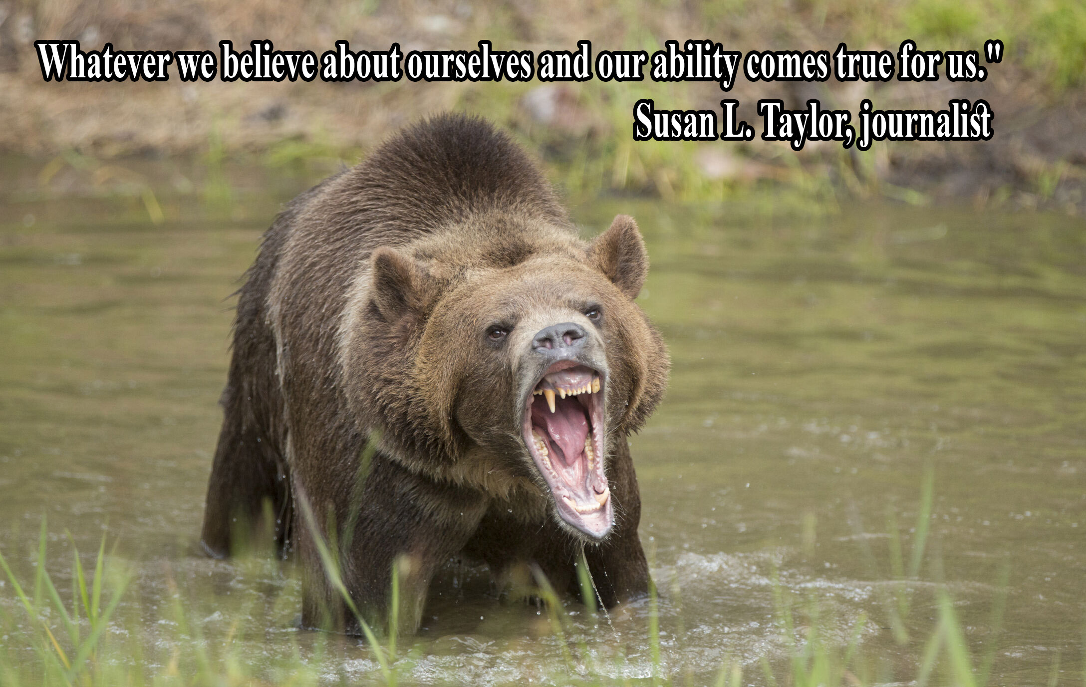 National Black Bear Day Quotes