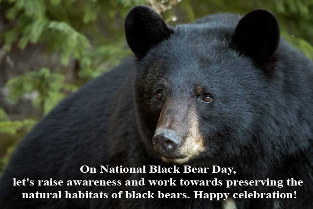 National Black Bear Day Wishes