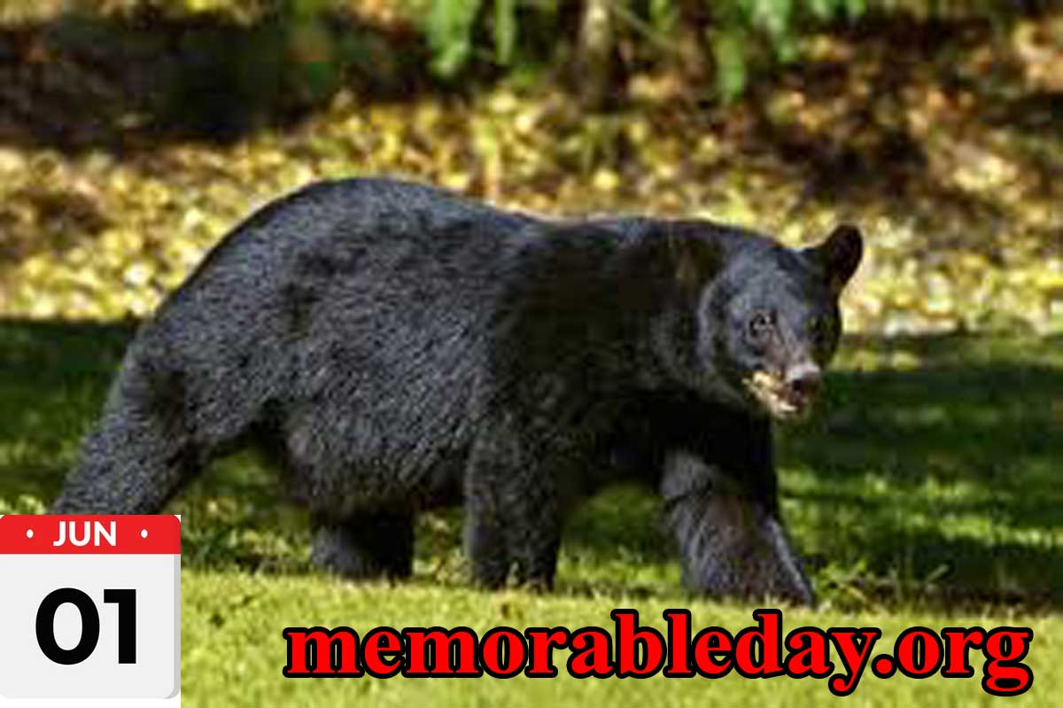 National-Black-Bear-Day