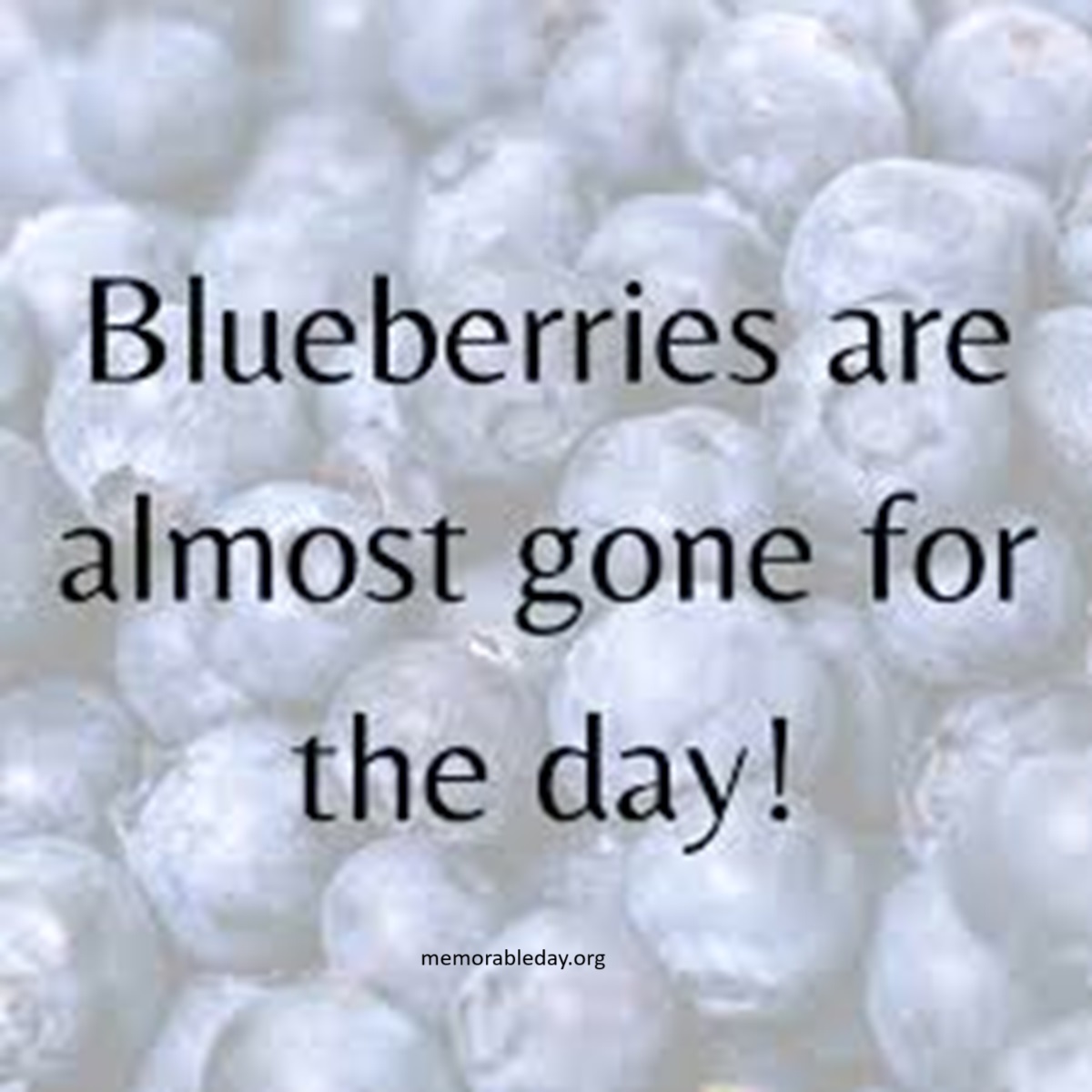 Pick Blueberries Day Quotes pic