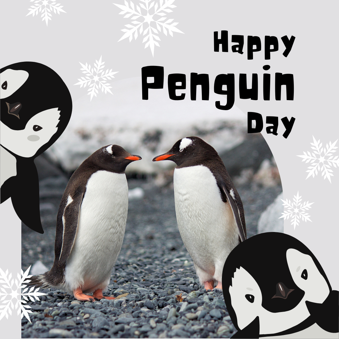 Celebrate National Penguin Day on January 20