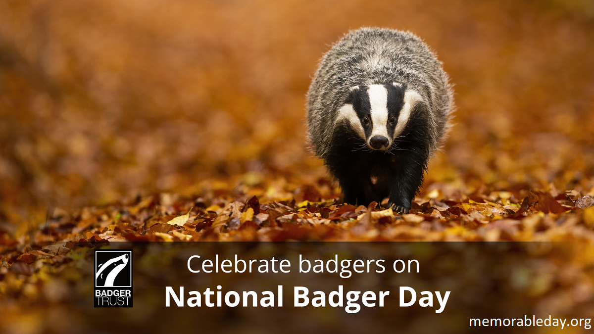 National Badger Day Pic