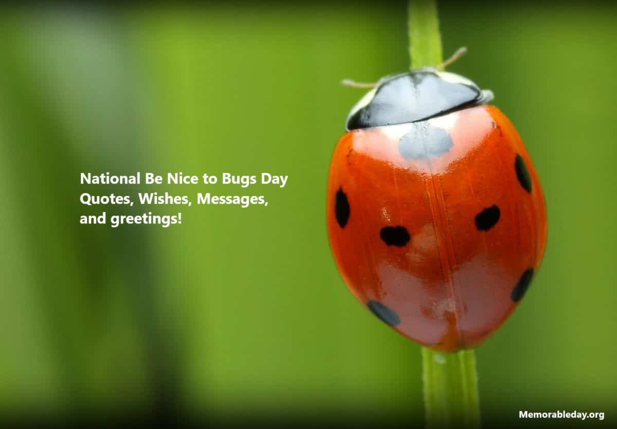 National Be Nice to Bugs Day Quotes pic