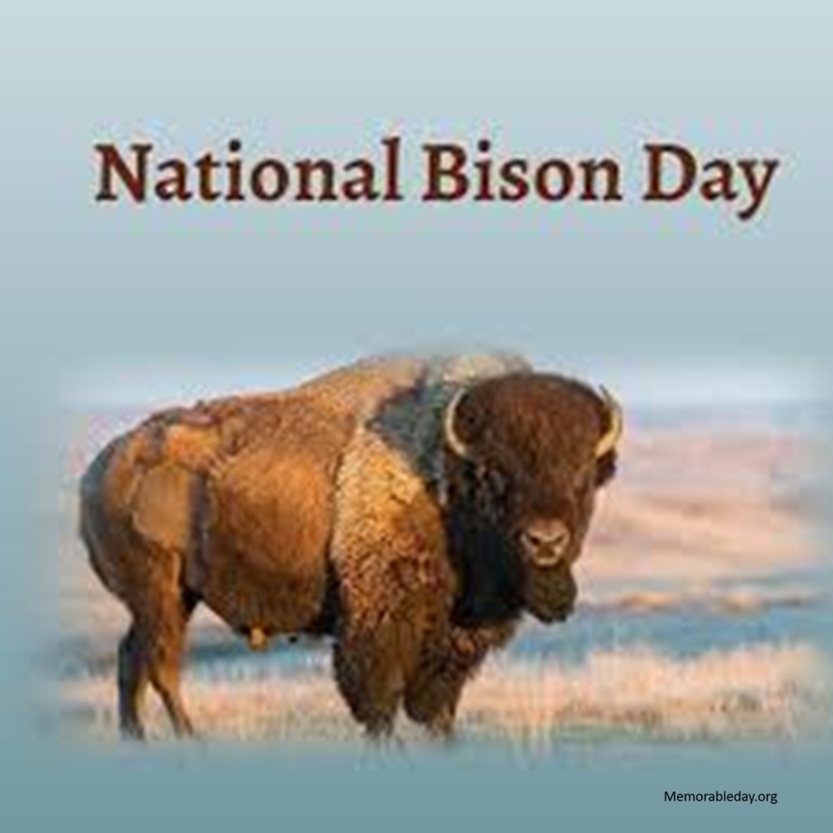 National Bison Day