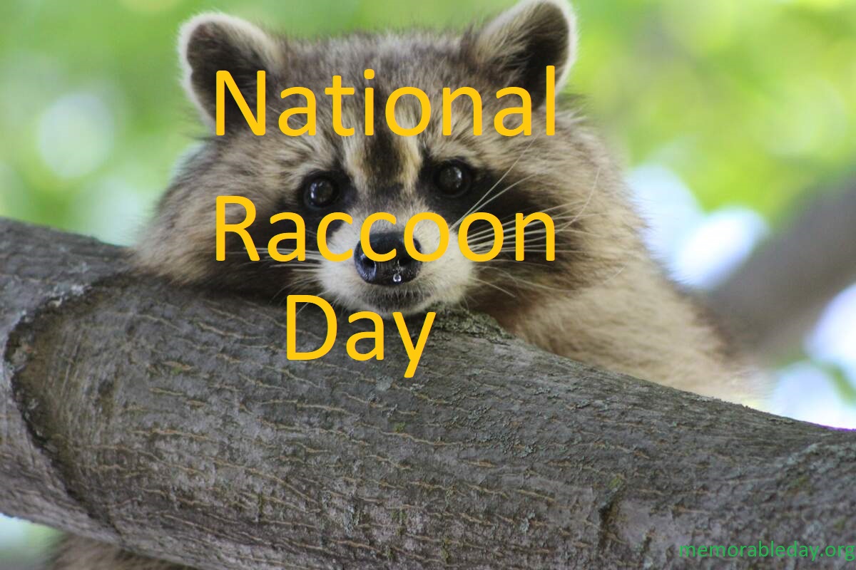 National Raccoon Day Pic