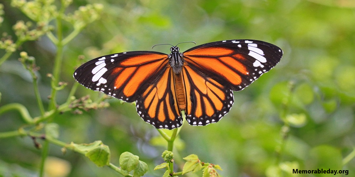 National Start Seeing Monarchs Day