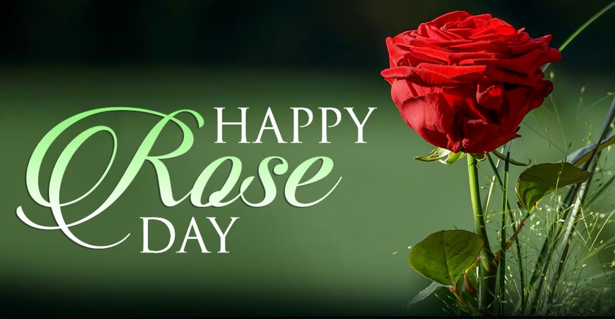 rose day photo