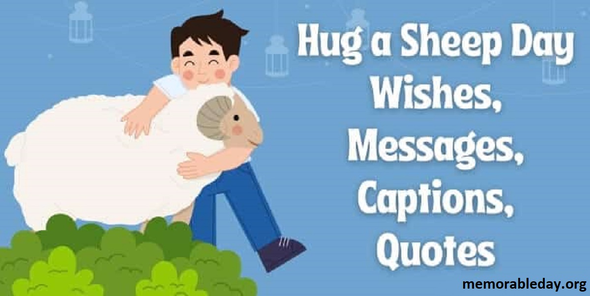 Hug a Sheep Day Pic