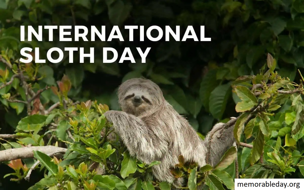 International Sloth Day Pic