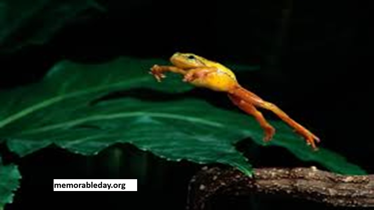 National Frog Jumping Days