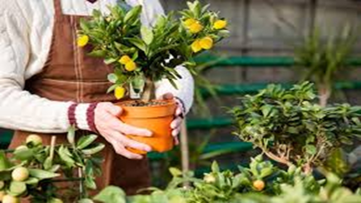 Plant a Lemon Tree Day