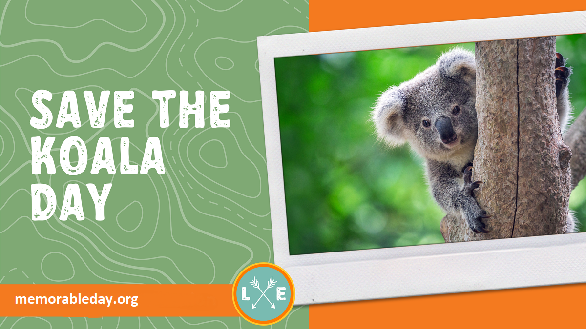 Save The Koala Day Pic