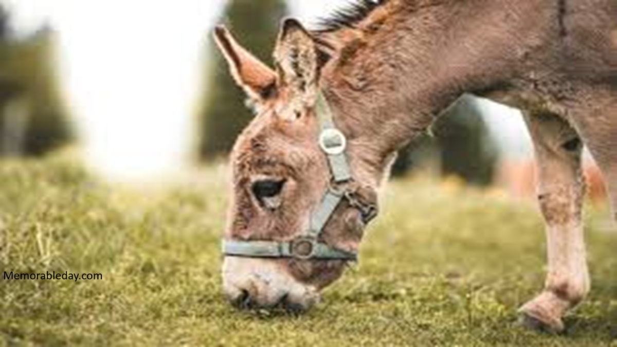 World Donkey Day